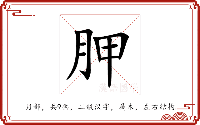 胛 胛