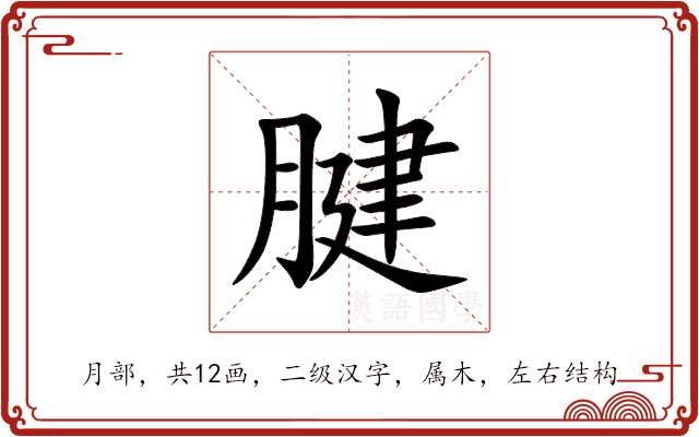 腱 腱